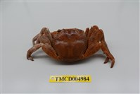 藏品(白紋方蟹)的圖片